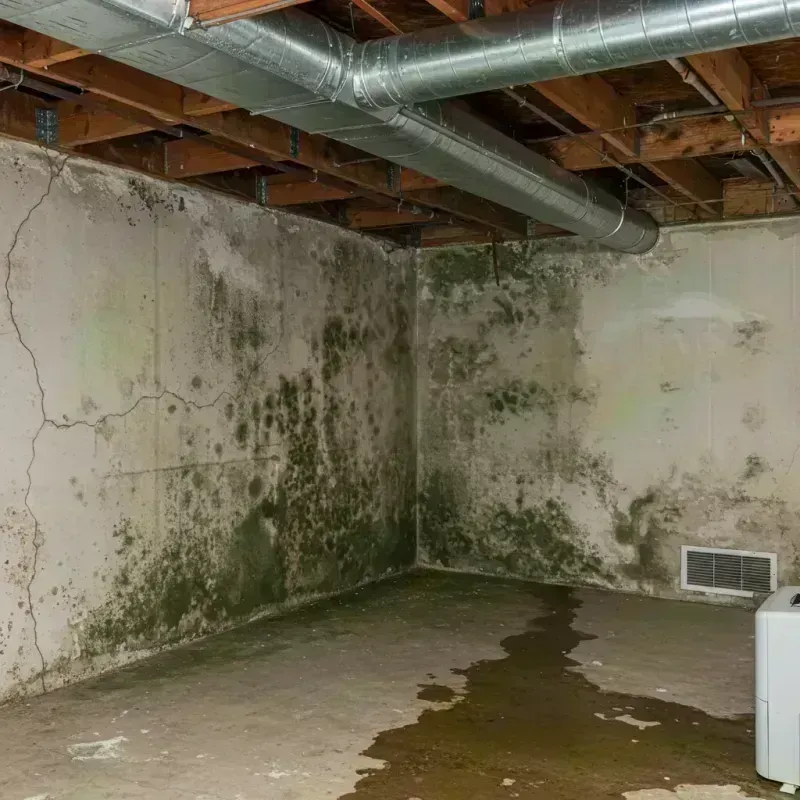 Professional Mold Removal in Maplewood, MO